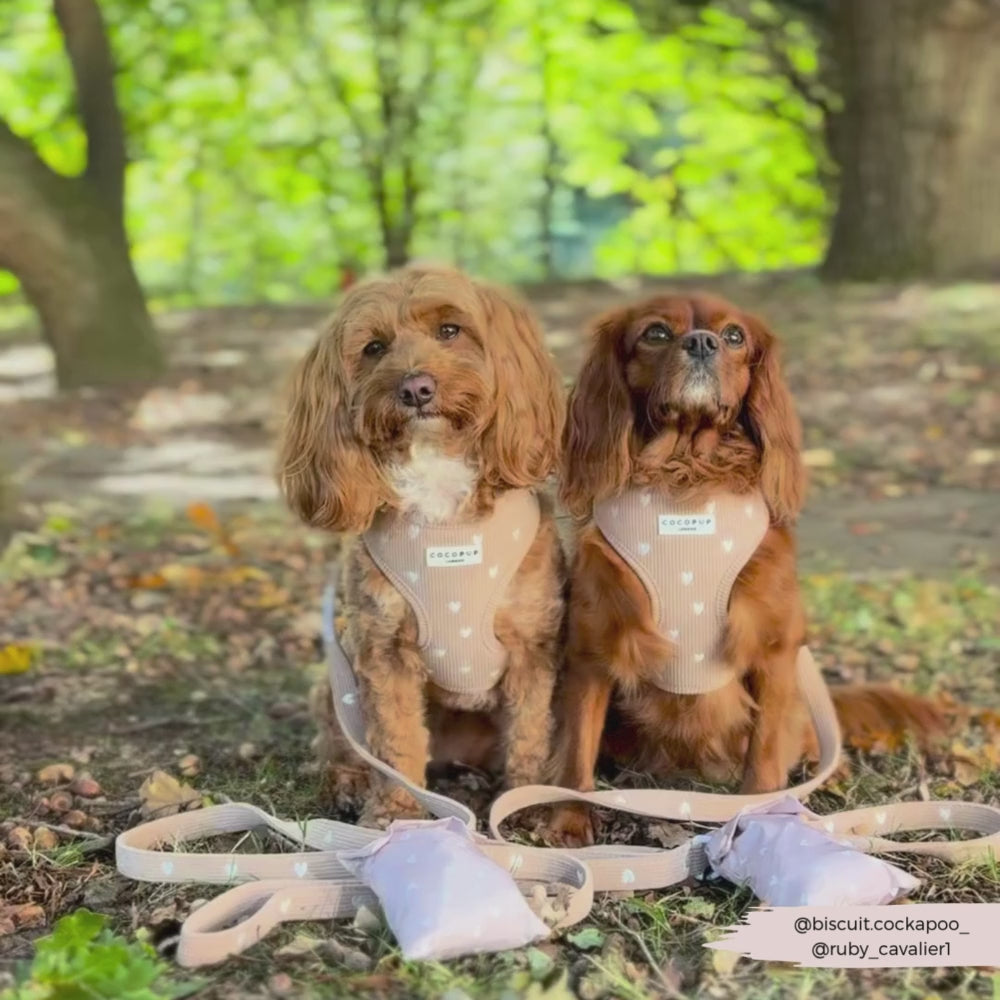 Chai Hearts Adjustable Neck HARNESS