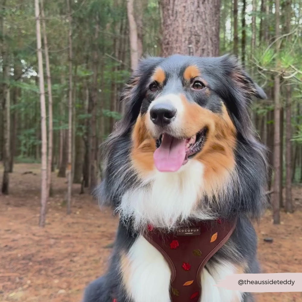 Pawtumn Leaves Adjustable Neck HARNESS