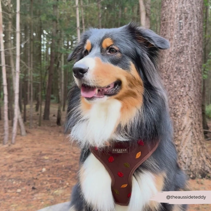 Pawtumn Leaves Adjustable Neck HARNESS