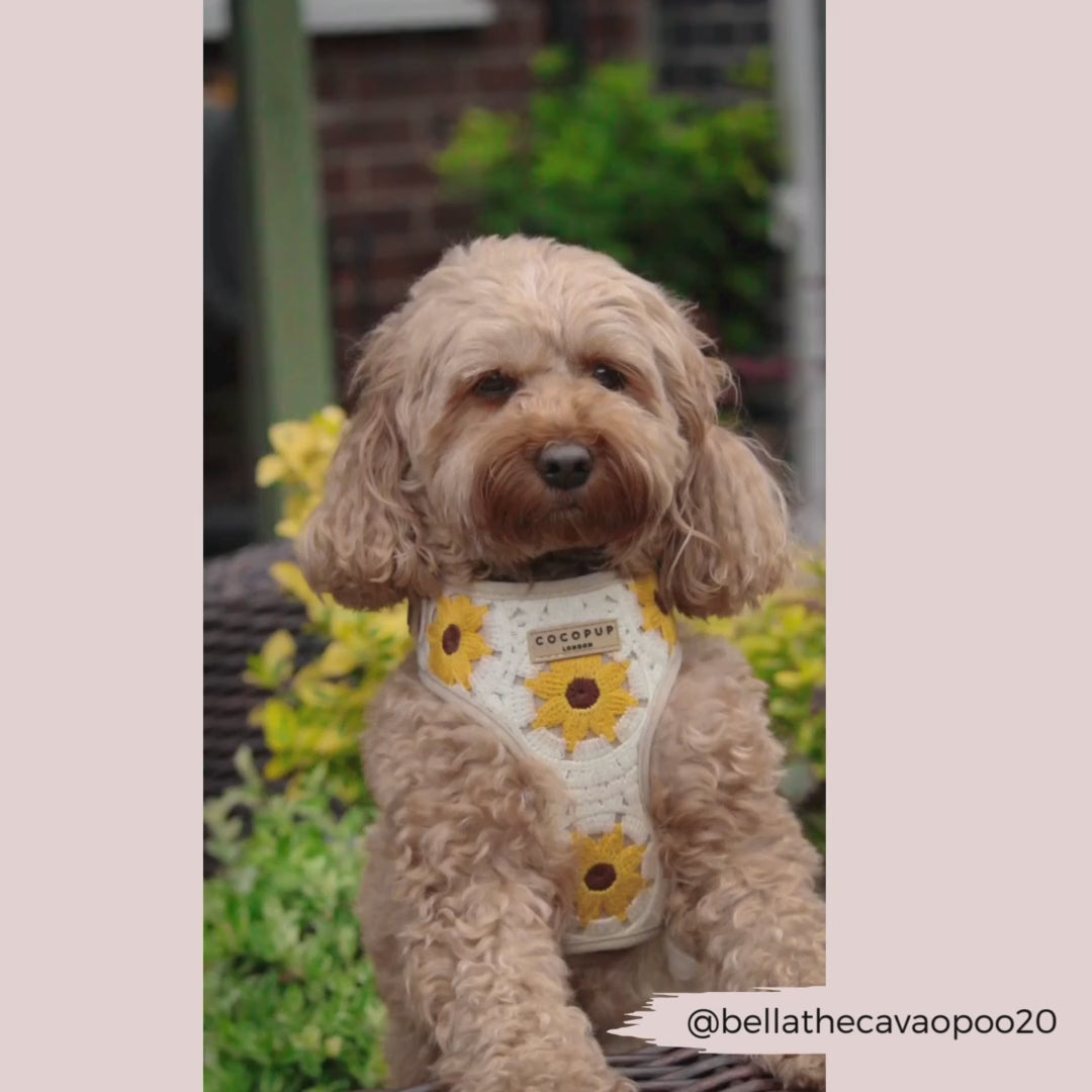 Sunflower Patch Adjustable Neck Harness, Lead & Collar Bundle