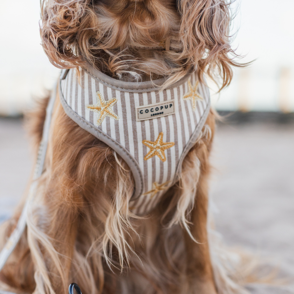 Sandy Starpaws Adjustable Neck HARNESS