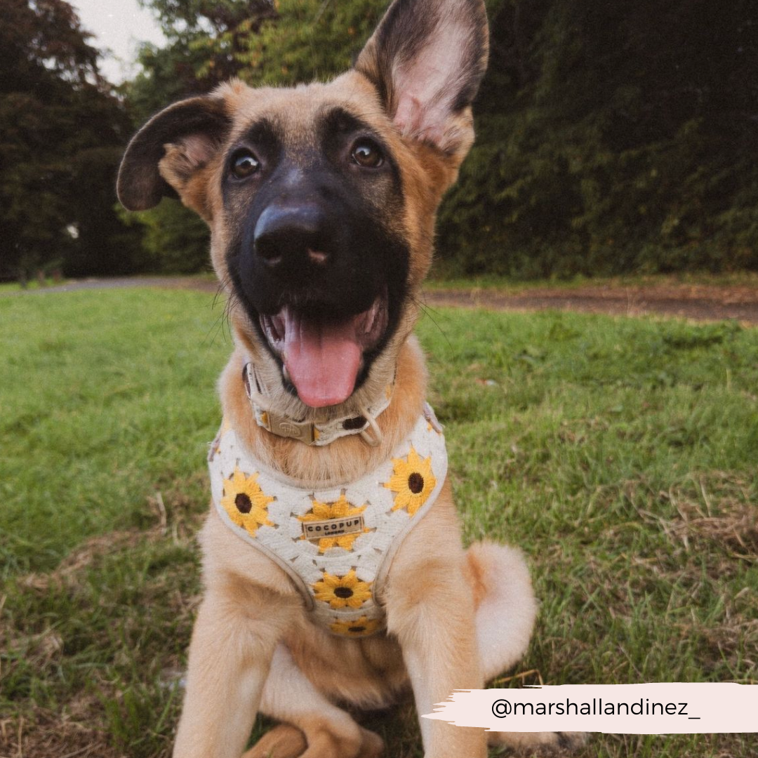 Sunflower Patch Adjustable Neck Harness