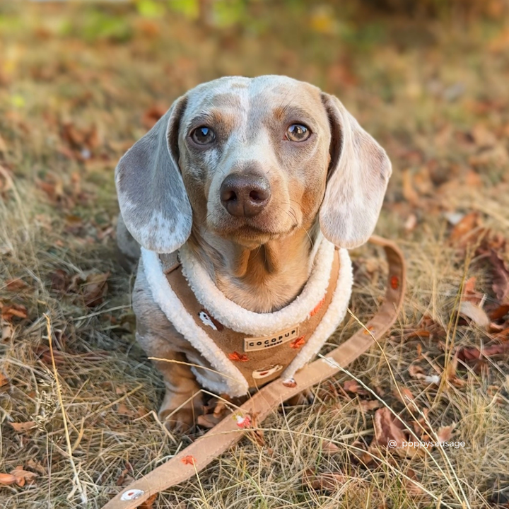 A close-up of a sausage dog wearing a tan and white trim harness with autumn-themed embroidered details including a pumpkin, mushroom, coffee cup, and leaves. The brand label reads 'COCOPUP LONDON'.