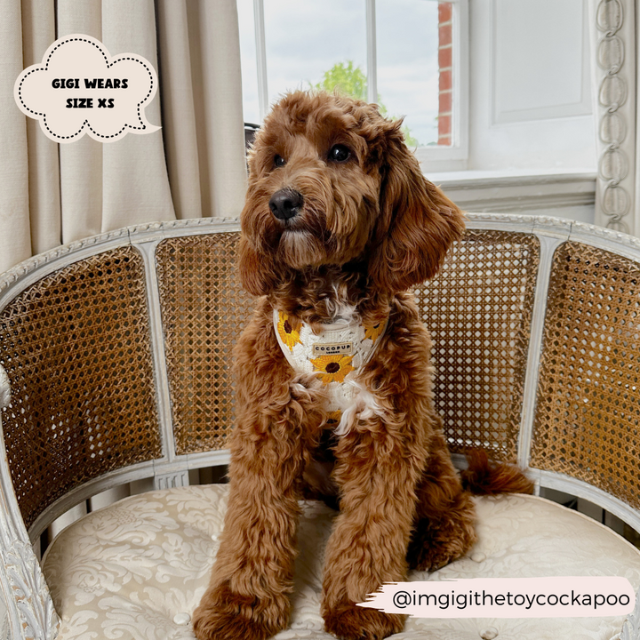 A fluffy brown dog sits on a white, ornate chair with a cane back, wearing the Cocopup London Sunflower Patch Adjustable Neck Harness and a matching yellow bandana with sunflowers. Behind it, light curtains frame a window offering a view of outdoor greenery. Text overlay reads “Gigi wears size XS” and includes an Instagram handle.