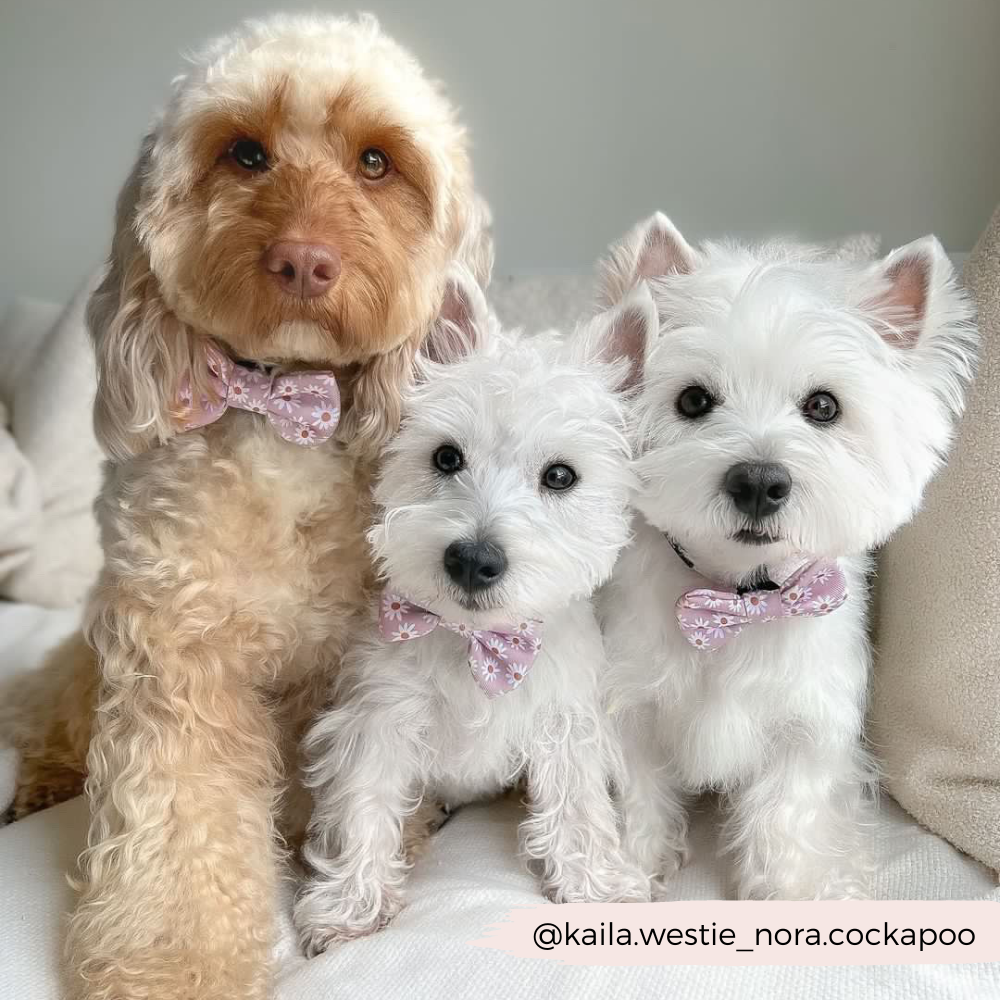 Daisy Chain Bow Tie