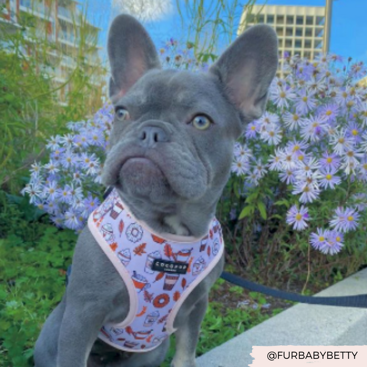 Autumn Puppuccino Adjustable Neck Harness