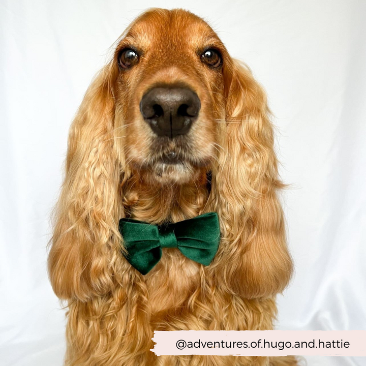 blonde dog wearing green velvet bow tie around neck